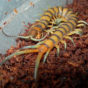 Scolopendra alternans.jpg