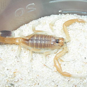 Leiurus quinquestriatus.jpg