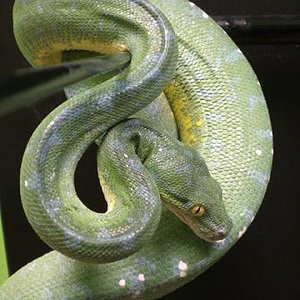 G.T.P. manokwary00.jpg