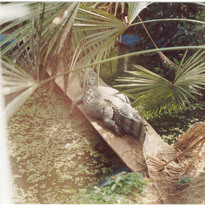caiman007.jpg