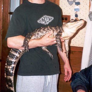 985aligator-med.jpg