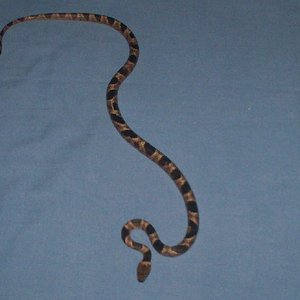 snake house 014.jpg