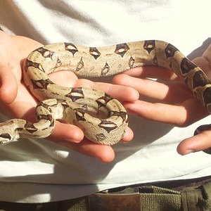 ANIMALES 00545763.jpg