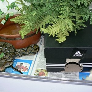 reti comiendo pollito 001.jpg