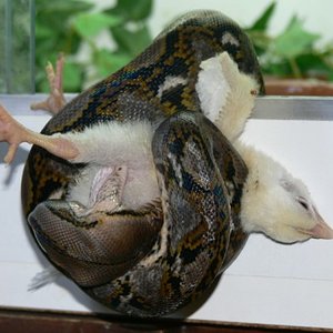 reti comiendo pollito 003.jpg