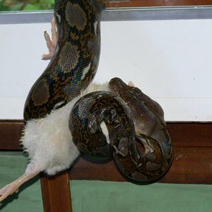 reti comiendo pollito 004.jpg