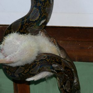 reti comiendo pollito 006.jpg