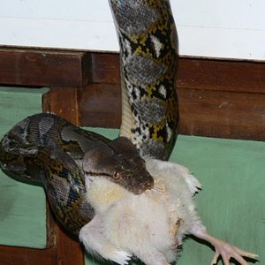 reti comiendo pollito 007.jpg