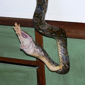 reti comiendo pollito 010.jpg