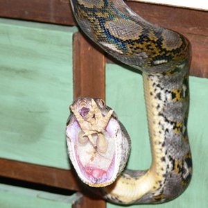 reti comiendo pollito 011.jpg