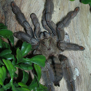 Psalmopoeus-cambridgeimuda1.jpg