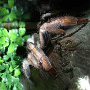 Psalmopoeus-cambridgeimuda4.jpg