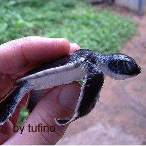 baby tortuga.JPG