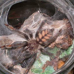 irminia 12_02_07.JPG