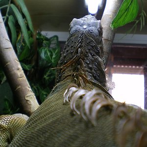 iguana.JPG