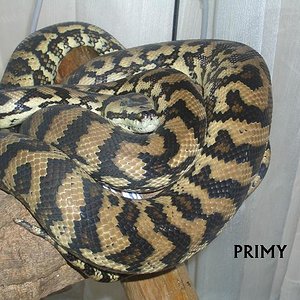 MORELIA FEBRERO 07.JPG