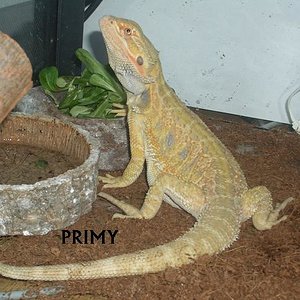POGONA MACHO FEBRERO 07.JPG