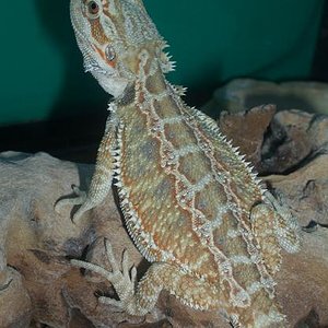 POGONA HEMBRA FEBRERO 07.JPG