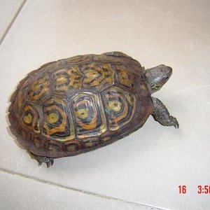 tortu.JPG