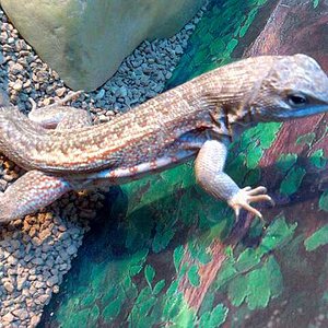 leiocephalus schreibersi.jpg