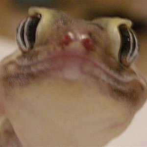 microlepis 008 (Small).JPG