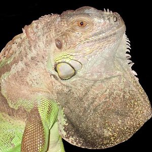 iguana iguanaredu.JPG