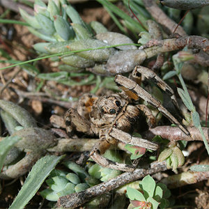 Lycosa..jpg