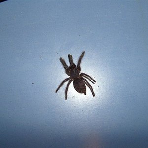 S7000255 (Large).JPG