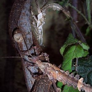 muda heteropteryx.JPG