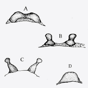 tipos de espermateca.jpg