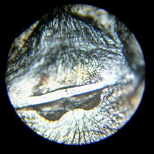 Espermateca brachypelma albopilosa.jpg