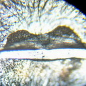 Espermateca brachypelma albopilosa.jpg