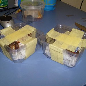 S7000344 (Medium).JPG