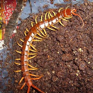 S7000348 (Medium) (Small).JPG