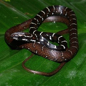 Copia de imagen 033.jpg