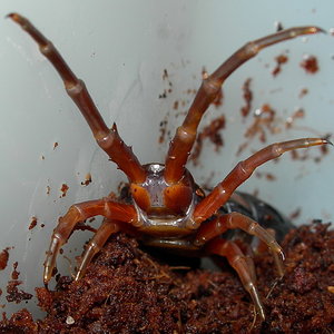 espinas subspinipes.jpg