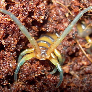 espinas s. alternans.jpg