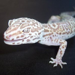 Chocolate 1 plano.JPG