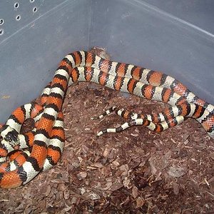 copula gentilis 3.JPG