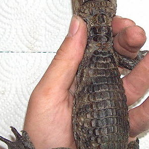 caiman1.JPG