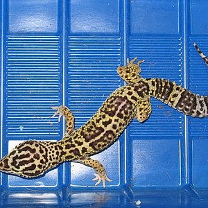 afghanicus mascle02.jpg