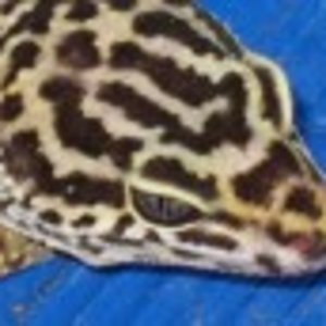 afghanicus macho01.jpg