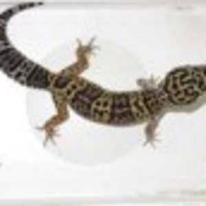 afghanicus hembra11.jpg