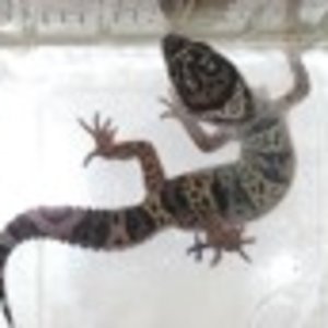 afghanicus hembra31.jpg