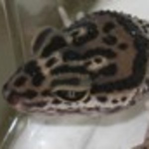 afghanicus hembra32.jpg