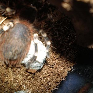 Copia de P4090076.JPG