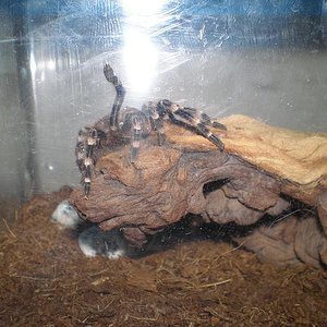 Copia de P4090078.JPG