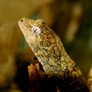 rhacodactilus_chaoua_malew.jpg