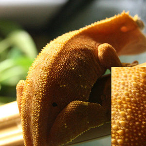 rhacodactilus_ciliatus_female_orange white fringeredw.jpg