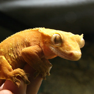 rhacodactilus_ciliatus_female_orange white fringered1.jpg